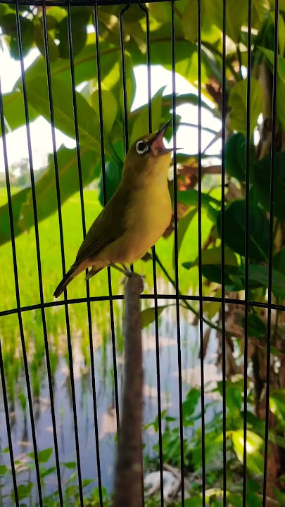 pleci sonic