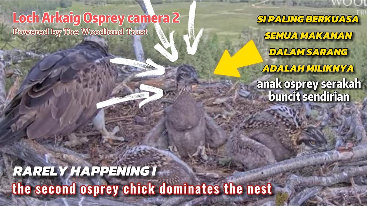 Anak elang serakah,buncit sendirian dalam sarang 🐥🐥🐥