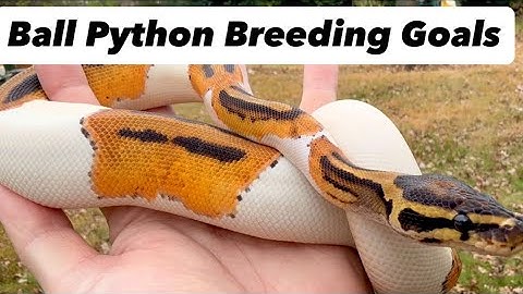 Ball Python Breeding Plans & Goals this Season! 