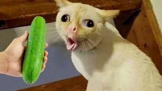 Funniest Animals 2023 😂 Funny Cats and Dogs Videos 😺🐶 Part 508 by Gatos Graciosos 46,629 views 11 months ago 10 minutes, 30 seconds