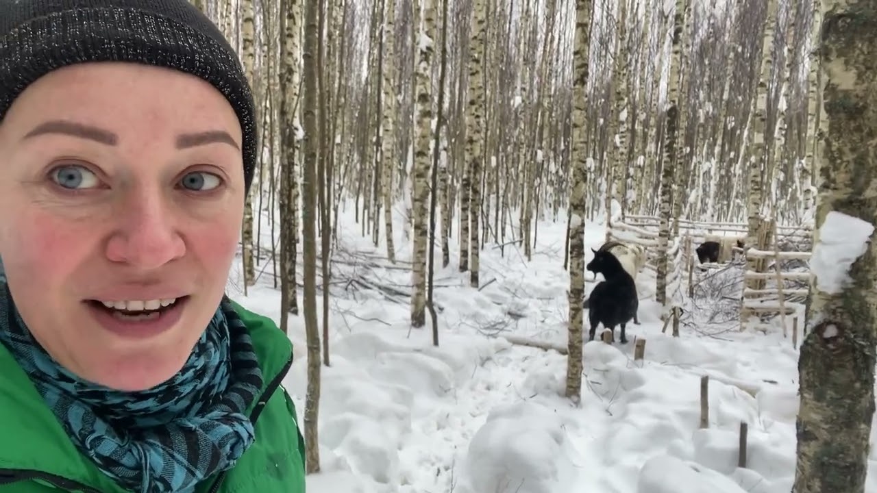 Зимний выпас коз. А что так можно?! Вести из поместья 18 01 2022