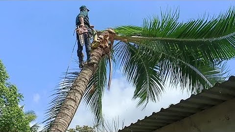 Cưa ba cây gần nhà , Pha sử lý đẹp .Cưa cây kỹ thuật cao