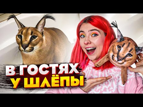 Видео: Шлепа кораб ли е?