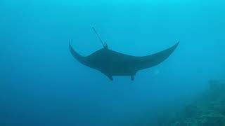 Seazaa Gang Maldives 2023 Dive7-9 X