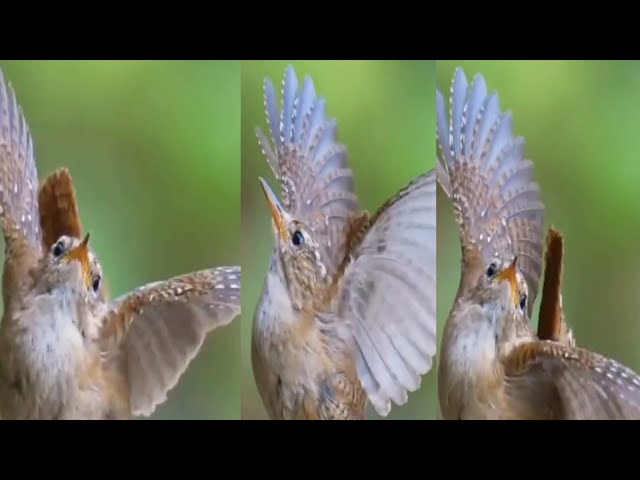 Kicau mania. Cutest Bird Singing | #viralvideo class=