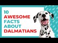  all about dalmatians 10 fun facts and stories about these dotted doggos