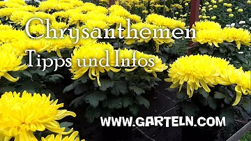 Sind gelbe Chrysanthemen giftig?
