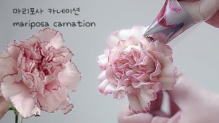 마리포사 카네이션 꽃 파이핑 쉬운방법 Mariposa Carnation flower piping techniques