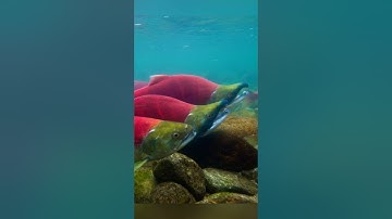 Bí ẩn , Cuộc di cư ngoạn mục của gần 10 triệu con cá hòi đỏ ở Canada.