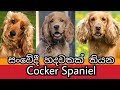 Cocker Spaniel ගැන සිංහලෙන් | About Cocker Spaniel Dogs | Awata