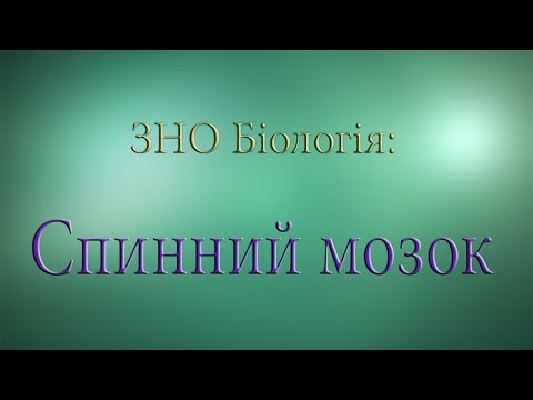 ЗНО Біологія Спинний мозок
