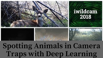 Spotting Animals in Forest Camera Traps using Deep Learning