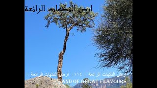 ارض النكهات الرائعة  -  أرض النكهات الرائعة  - Land of great flavours - 美食之鄉