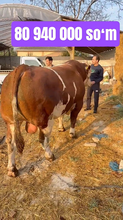 Hamma uchun bitta ruscha pikap Hamma uchun bitta ruscha pikap