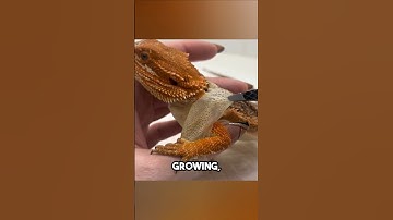 Bearded Dragon Shedding 😨