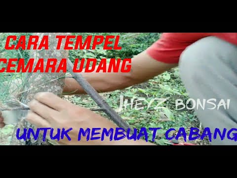 Video: Cara Membuat Cabang Cemara