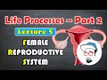 Female reproductive system || Life processes in Living Organisms Part 2 Class 10 SSC CBSE