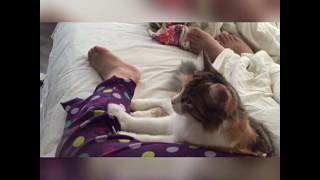 Кошачий массаж (Рита)