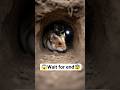 Your Life as a Hamster… Everything Feels Different (POV)#hamster #animal #explore #tunnel #shorts