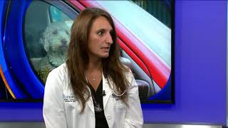 Veterinarian discusses dangers of leaving pets in cars