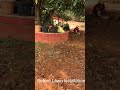 #lawnindia #landscape #lawncare #samratsoftlawn #gardening #art #agriculture
