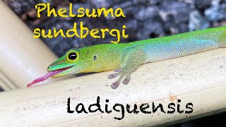 Phelsuma Sundbergi Ladiguensis Day Gecko Species