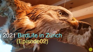 2021BirdLife in Zürich(Episode 02) by Moove2Moovie 31 views 2 years ago 7 minutes, 23 seconds