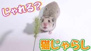 ハムスターに猫じゃらしをあげたらどういう反応する？？