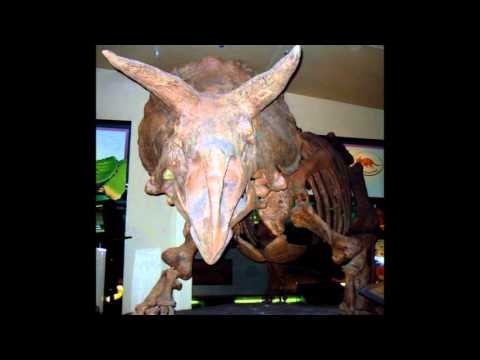 Ceratopsia