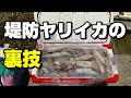 これが堤防のヤリイカ釣りで一人勝ちできる方法です 【99釣目】