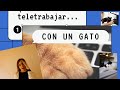 ¿Tu gato se tumba en un teclado ⌨️ o en un libro 📖? Pero, ¿por qué se tumba encima? Y SOLUCIONES