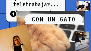 ¿Tu gato se tumba en un teclado ⌨️ o en un libro 📖? Pero, ¿por qué se tumba encima? Y SOLUCIONES