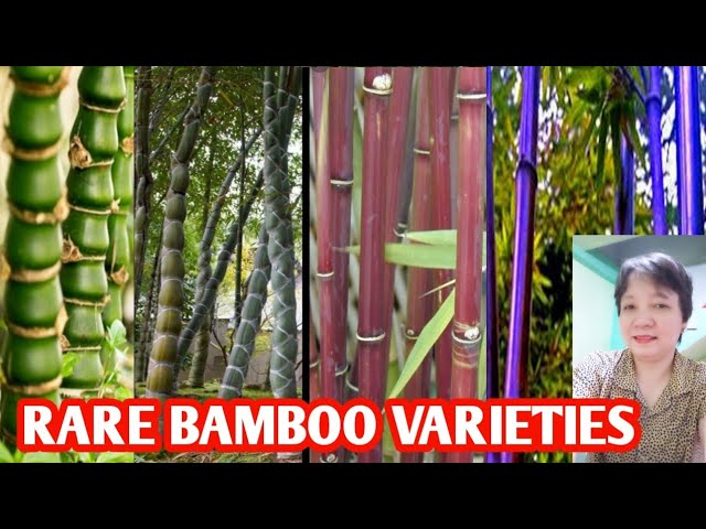 BAMBOO VARIETIES /BAMBUSA VULGARIS SPECIES @margiepulido21 class=