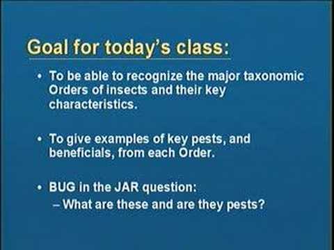 Video: Când a început entomologia?