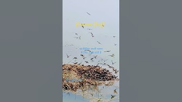 Common Swift Bird #shorts #shortsvideo #short #birds #commonswift #birdslover  #crazytraveller