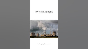 Phytoremediation - Use of plants to remove pollutants from air water and land #botany #shorts