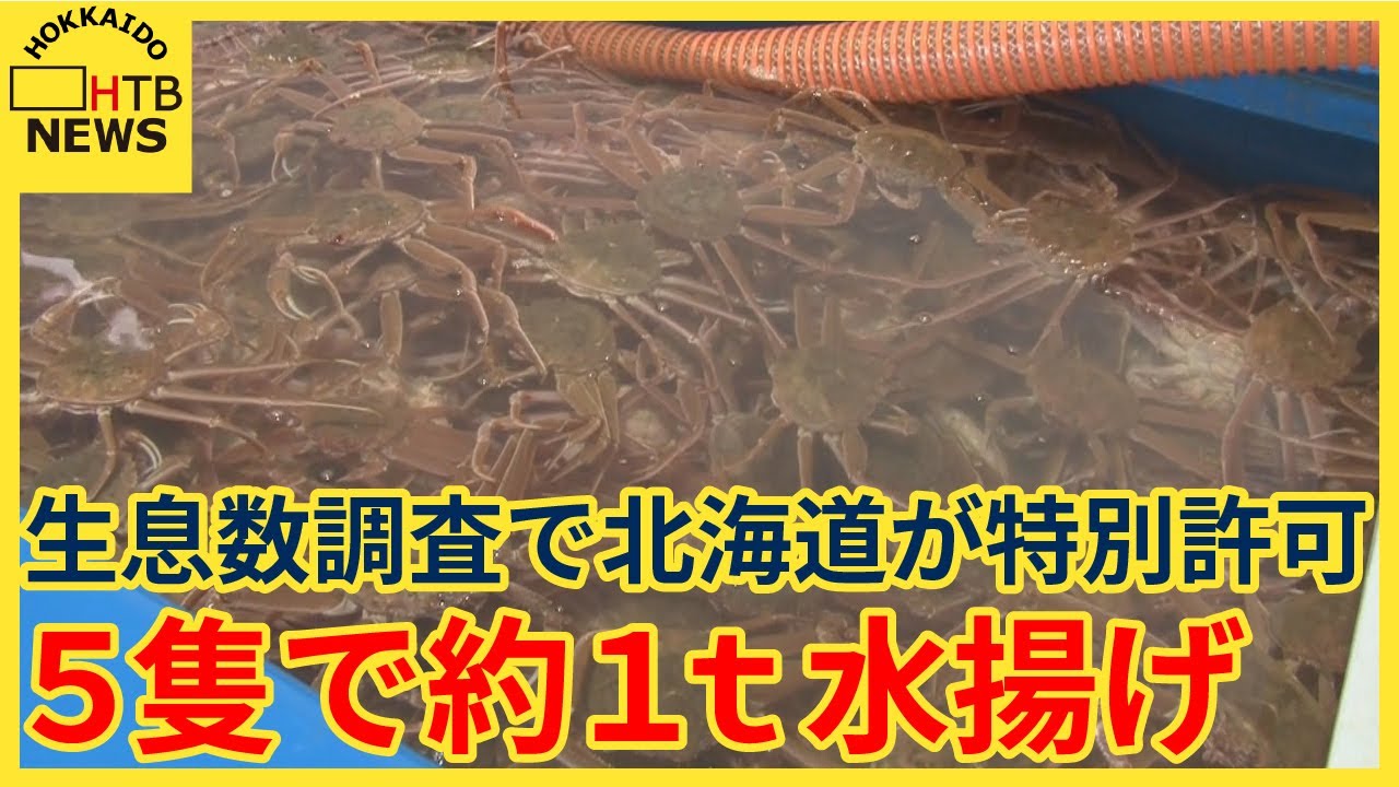 大量発生のオオズワイガニかご漁決行 生息数調査で北海道が特別許可 5