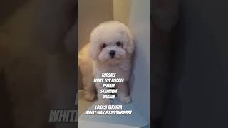 Jual anjing poodle putih lucu nya pake banggett!! #jualanjing #whitetoypoodle