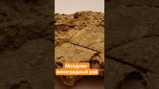 Молдова рай для виноградников #история #путешествия #виноград #виноделие