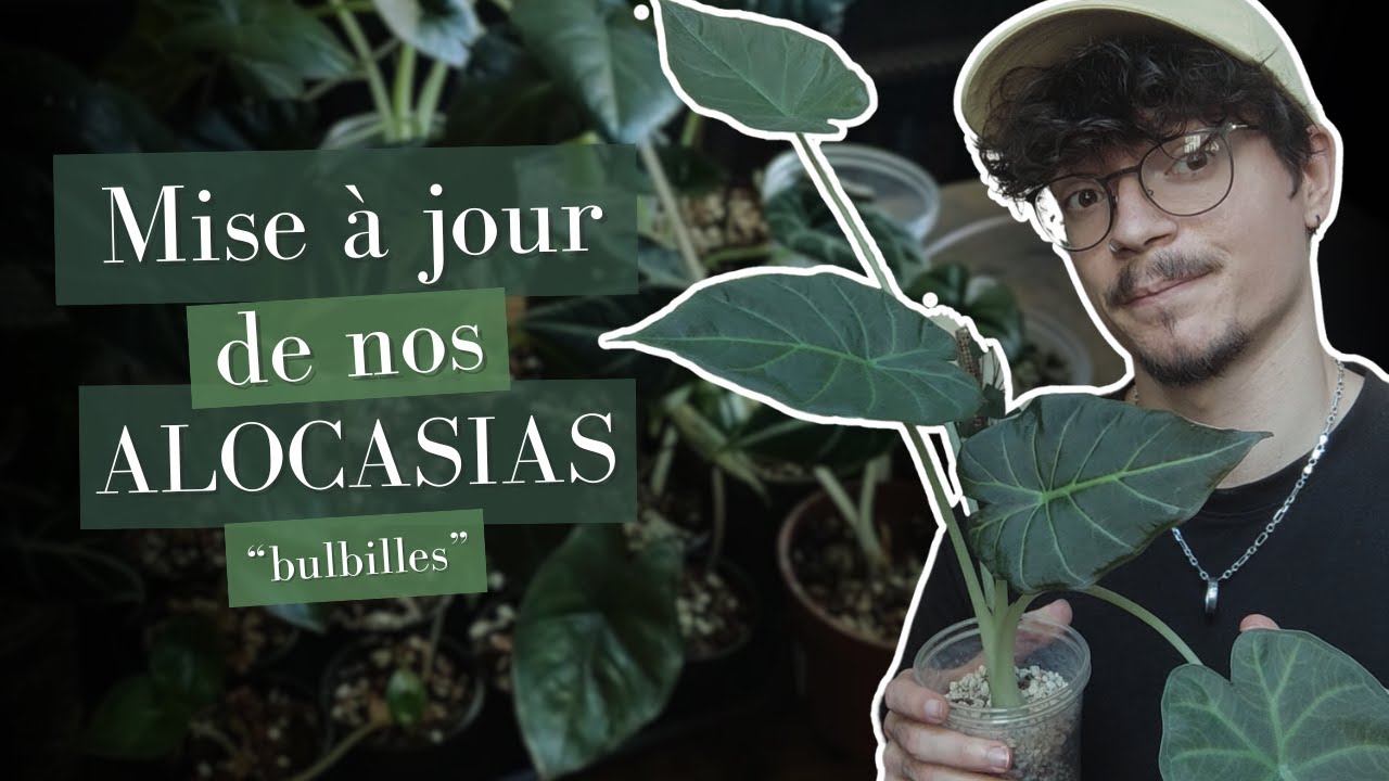 A quoi ressemble nos BULBILLES après 1 AN ?!! - Update alocasias