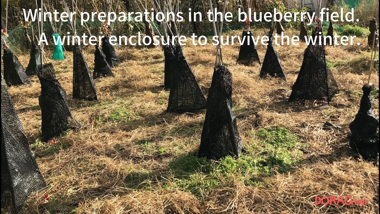 Winter preparations in the blueberry field. A winter enclosure to