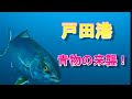 【沼津市戸田港】青物の来襲!水中映像