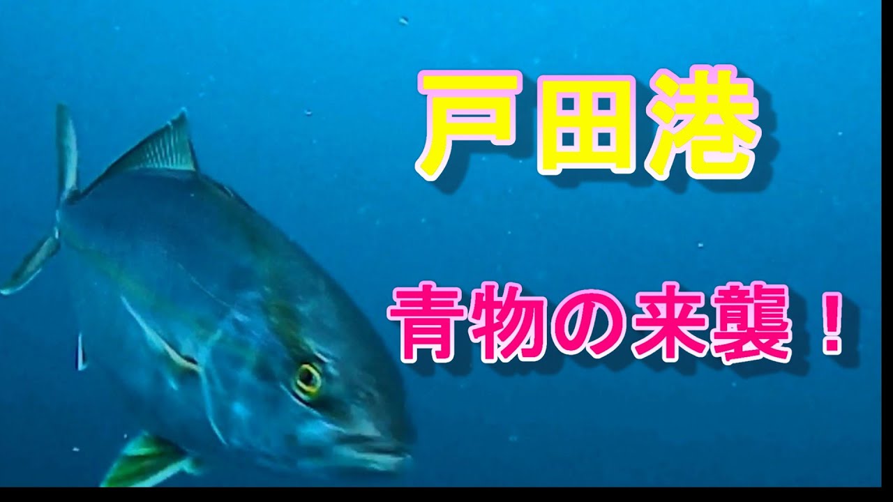 【沼津市戸田港】青物の来襲！水中映像