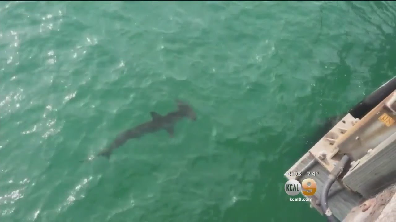 Shark Sighting Forces Beach Closure Near Newport Pier YouTube