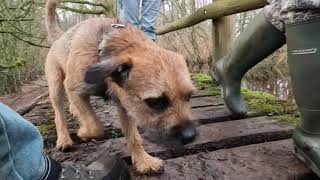WOODY'S ADVENTURES; SCARY; I met a fake dog in the woods by Border Terrier Tube (BTT) 1,511 views 4 months ago 4 minutes, 35 seconds