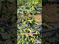 Nutrisi Paling Tepat Face CABE RAWIT MASA PEMBUAHAN #pupuktopfarm #pupukcair #topfarm #shortvideo