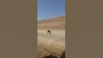 اقو مدفع في الالعلم صنعه يمني 