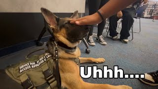 STRANGER GRABBED MY SERVICE DOGS FACE