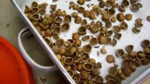 Adjustable Patriot Industrial Strength Nut Cracking Machine cracks Hazel Nuts