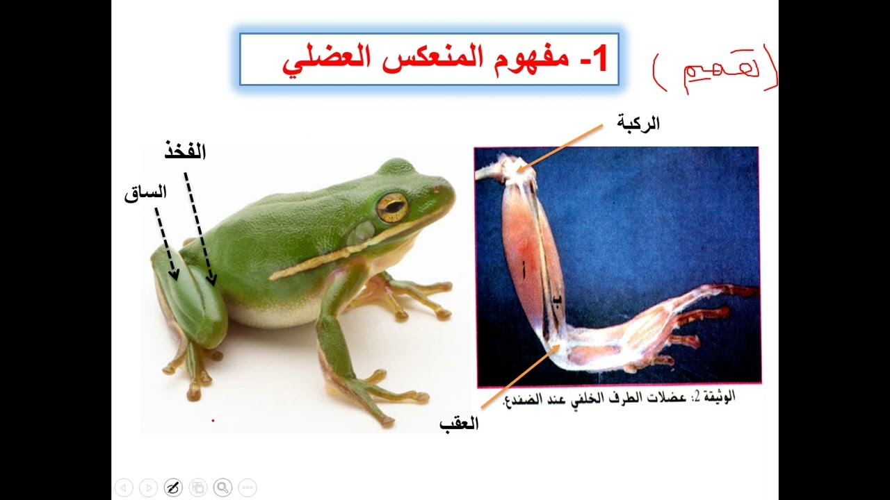 العرض الثالث اقتراح الفرضية حول المنعكس العضلي و التحقق منها